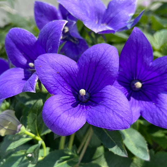 Astra Blue' Balloon Flower (Platycodon) - Photo Property of Garden Crossings LLC