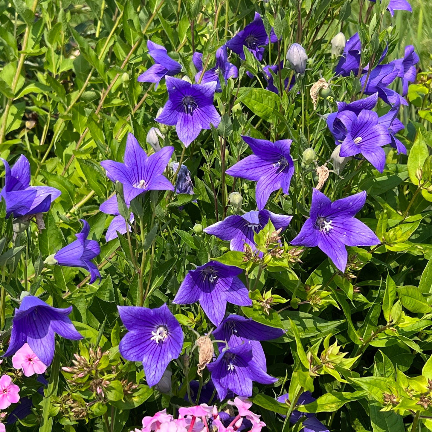 Astra Blue' Balloon Flower (Platycodon) - Photo Property of Garden Crossings LLC