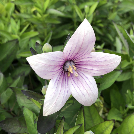 Astra Pink' Balloon Flower (Platycodon) - Photo Property of Garden Crossings LLC