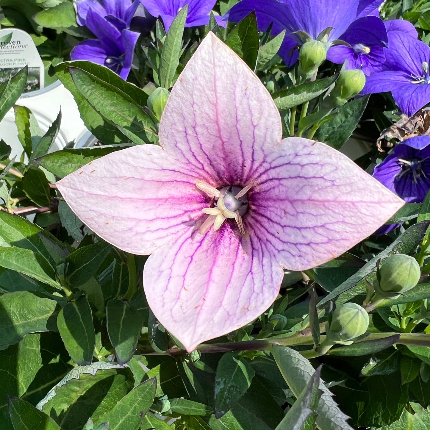 A close-up of an 'Astra Pink' Balloon Flower (Platycodon) shows star-shaped, pale pink petals with purple veins, set amid green leaves and purple balloon flowers in the background - Photo Property of Garden Crossings LLC.
