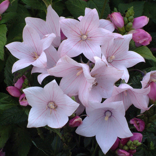 Astra Pink' Balloon Flower (Platycodon) - Photo Courtesy of Walters Gardens, Inc.