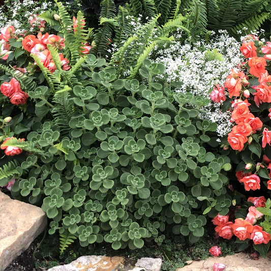 Lush garden bed with green ferns, a dense cluster of round green leaves like Cerveza n' Lime® Plectranthus, small white flowers, and vibrant coral-pink roses beside light brown stones - Photo Property of Garden Crossings LLC.