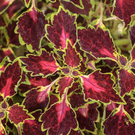 Colorblaze® Cherry Drop Coleus - Photo Courtesy of Proven Winners, Inc.