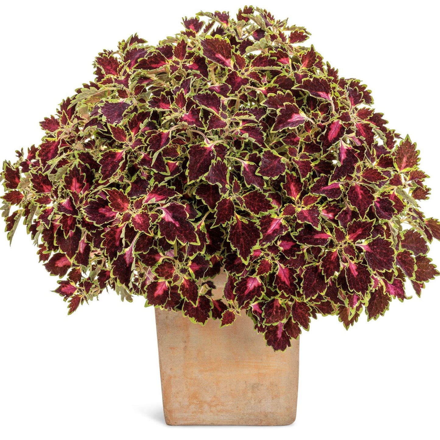 A potted Colorblaze® Cherry Drop Coleus with dense, trailing leaves in deep red, pink, and green shades edged in light green sits in a square beige container against a white background - Photo Courtesy of Proven Winners, Inc. Decorative pot not included.