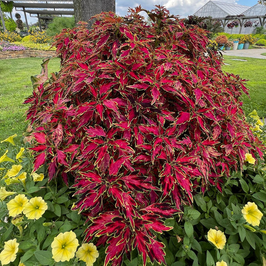 Colorblaze® Mini Me™ Watermelon Coleus - Photo Property of Garden Crossings LLC