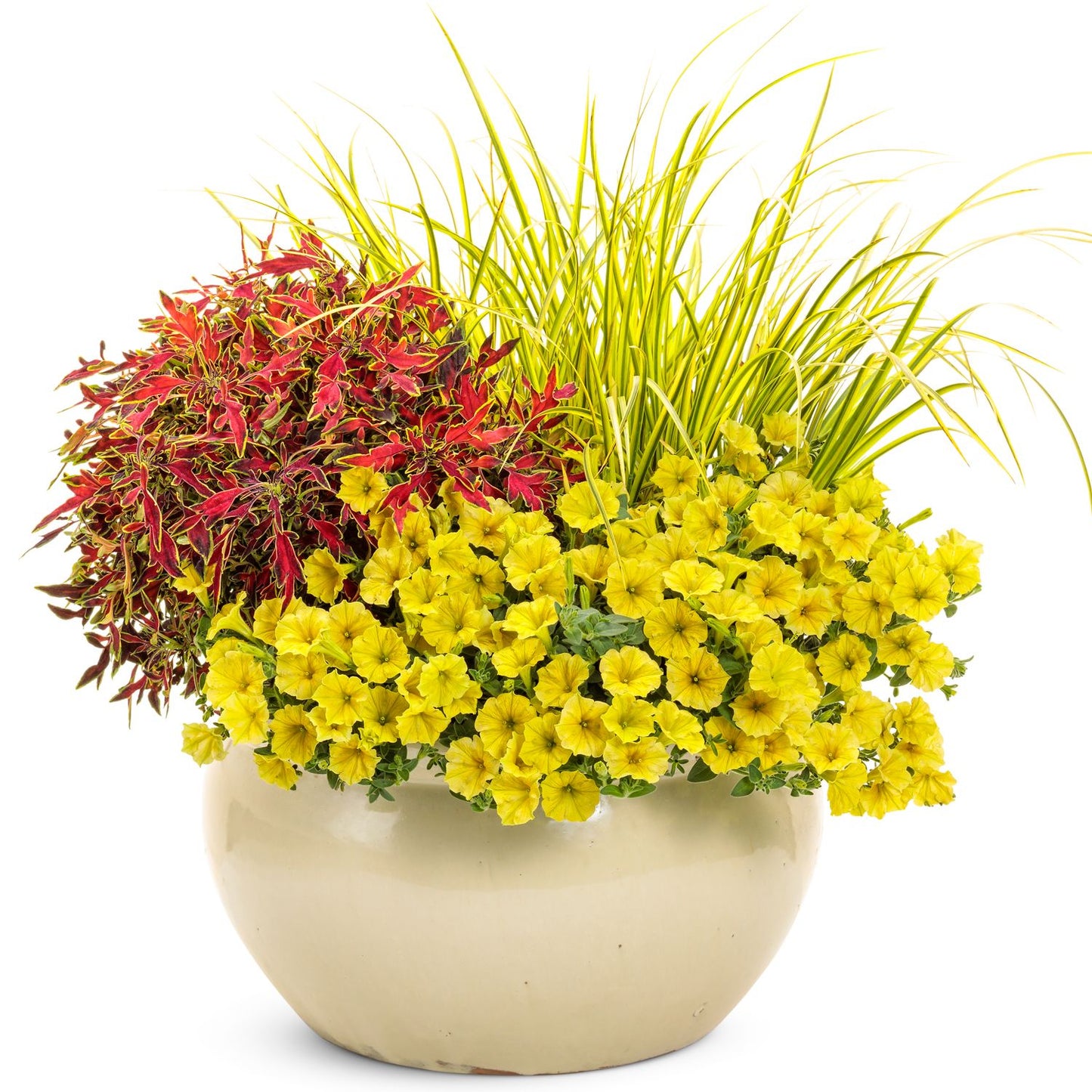 A cream pot with yellow flowers, tall spiky green grass, and red-and-green Colorblaze® Mini Me™ Watermelon Coleus annuals arranged together against a white background - Photo Courtesy of Proven Winners, Inc. Decorative pot not included.