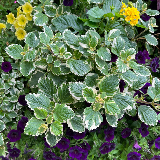 Variegata' Variegated Swedish Ivy (Plectranthus) - Photo Property of Garden Crossings LLC