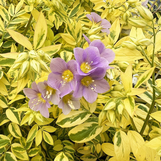 Golden Feathers' Jacob's Ladder (Polemonium) - Photo Property of Grden Crossings LLC