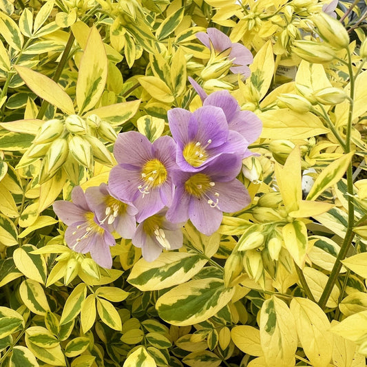 Close-up of a group of light purple flowers with yellow centers rise above the variegated foliage of 'Golden Feathers' Jacob's Ladder (Polemonium) - Photo Property of Garden Crossings LLC.