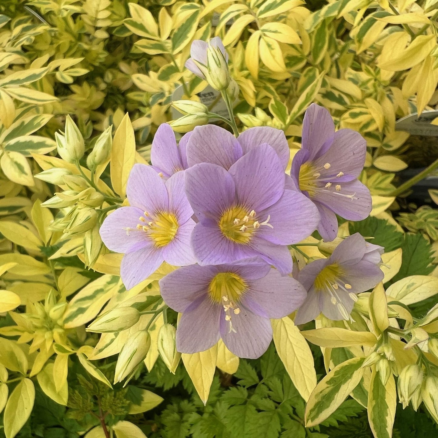 Golden Feathers' Jacob's Ladder (Polemonium) - Photo Property of Grden Crossings LLC
