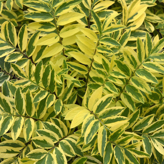 Golden Feathers' Jacob's Ladder (Polemonium) - Photo Courtesy of Ball Horticulure, Inc.