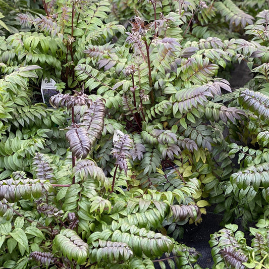‘Heaven Scent’ Jacob’s Ladder (Polemonium) forms dense clusters of glossy green leaves with reddish-purple stems and purple-tinged edges - Photo Property of Garden Crossings LLC.