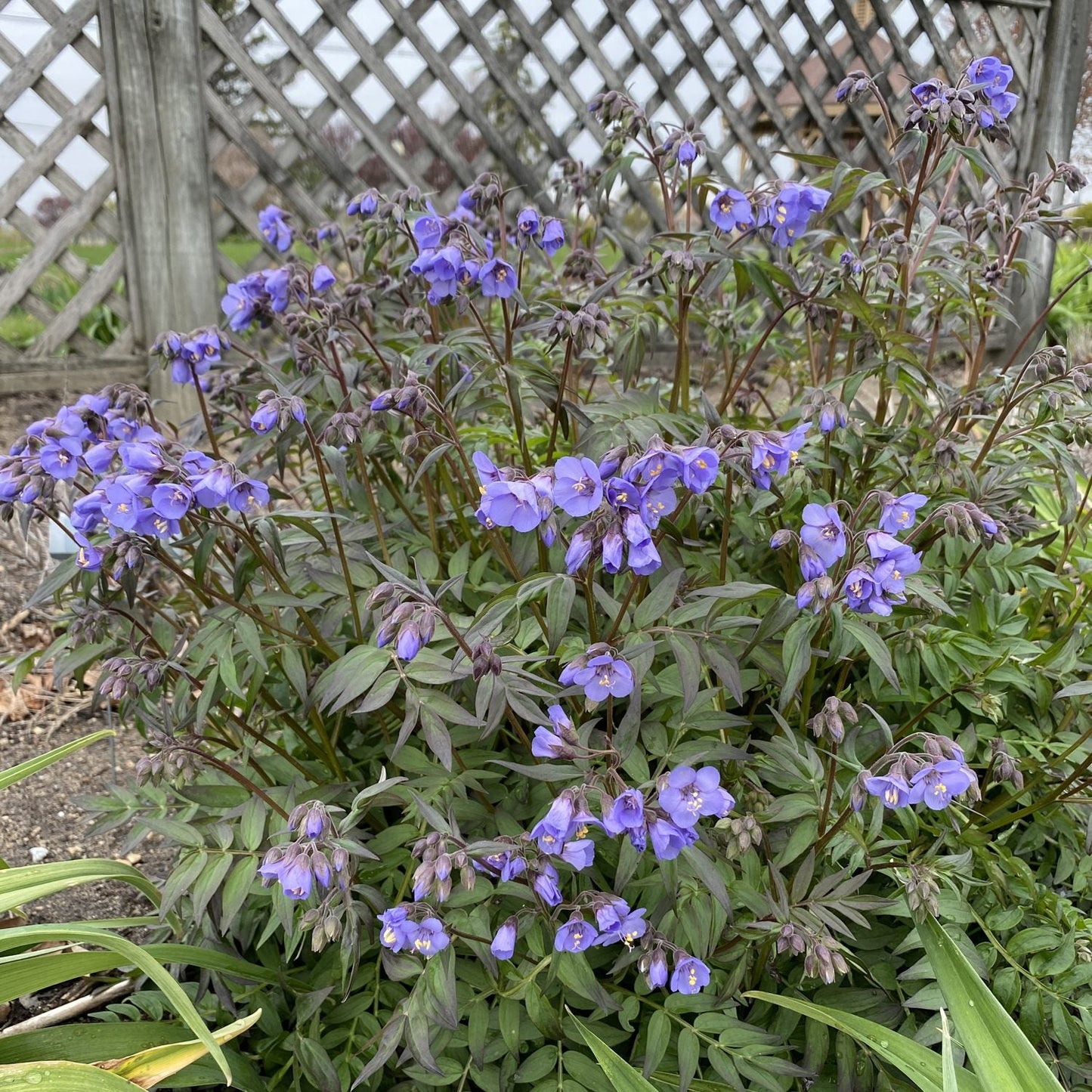 ‘Heaven Scent’ Jacob’s Ladder (Polemonium) thrives in a garden bed before a wooden lattice fence, its bell-shaped purple flowers and green foliage creating an attractive addition to shady gardens - Photo Property of Garden Crossings LLC.