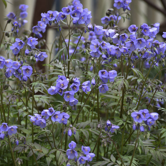 Close-up of 'Heaven Scent' Jacob's Ladder (Polemonium) with vibrant blue-purple, yellow-centered flowers on tall, delicate, leafy stems - Photo Courtesy of Proven Winners, Inc.
