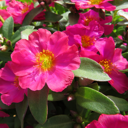 Mojave® Fuchsia Purslane (Portulaca) - Photo Property of Garden Crossings LLC