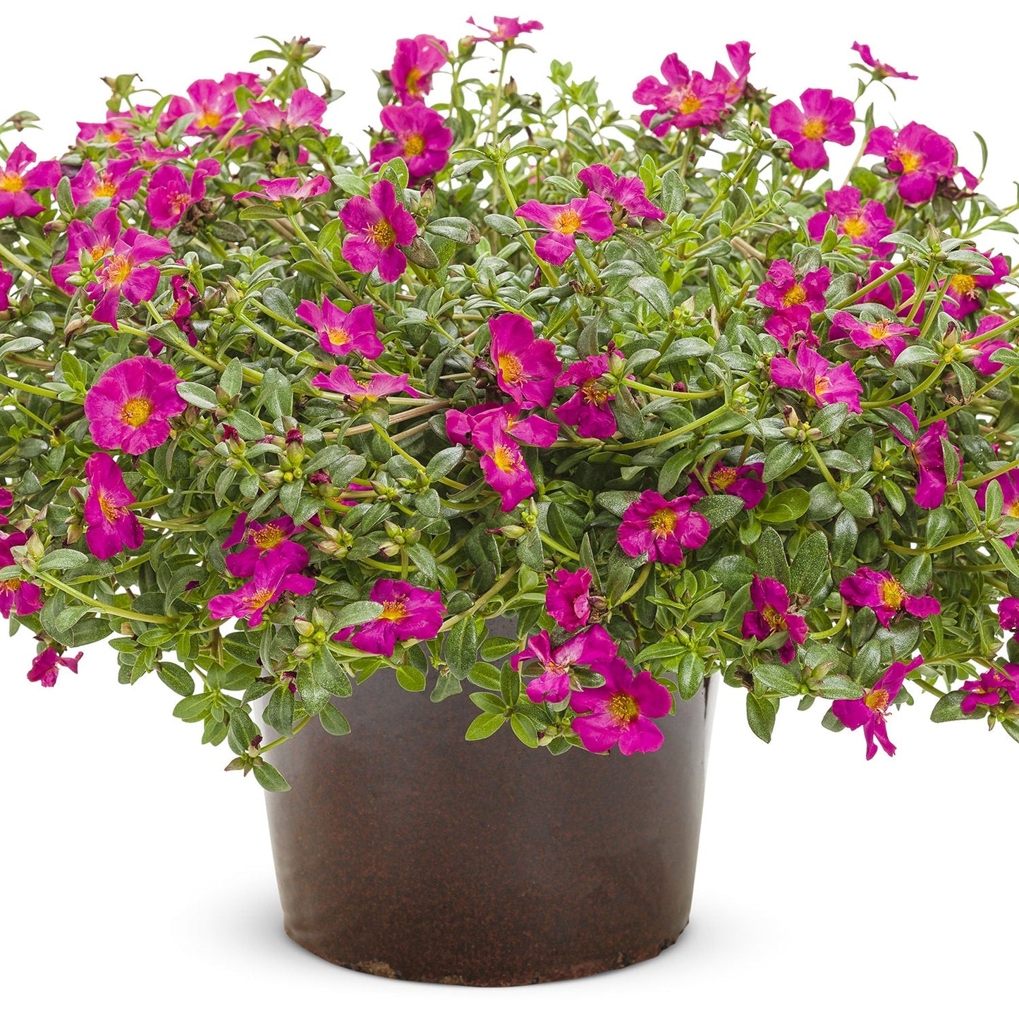 A black flowerpot filled with lush green Mojave® Fuchsia Purslane (Portulaca), a drought-tolerant succulent covered in bright pink, yellow-centered flowers, set against a white background - Photo Courtesy of Proven Winners, Inc. Decorative pot not included.