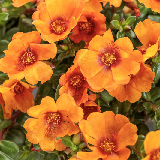 Mojave® Mango Purslane (Portulaca) - Photo Courtesy of Proven Winners, Inc.