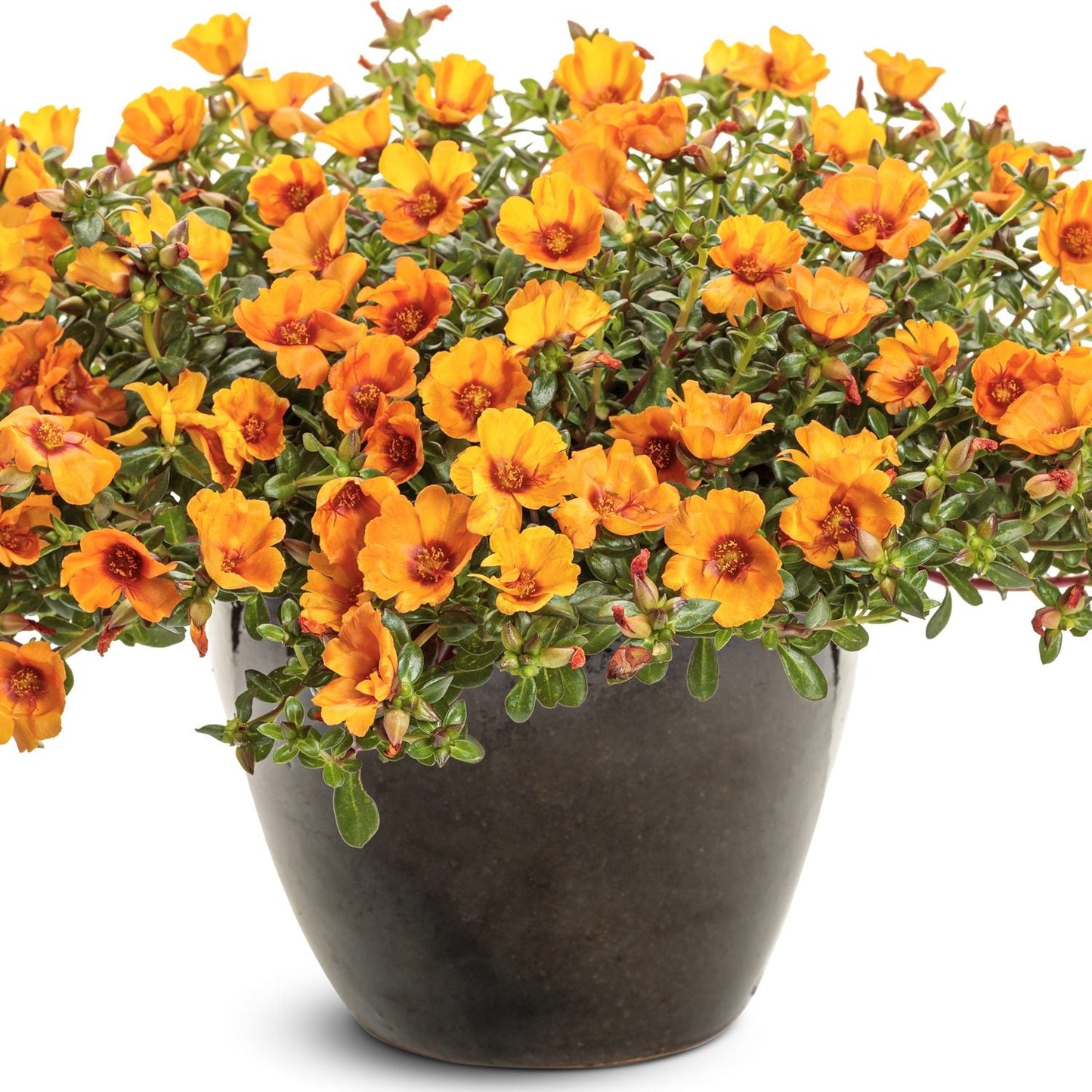 A dark ceramic pot showcases Mojave® Mango Purslane (Portulaca), an orange-flowering, drought-tolerant plant with green foliage - Photo Courtesy of Proven Winners, Inc. Decorative pot not included.