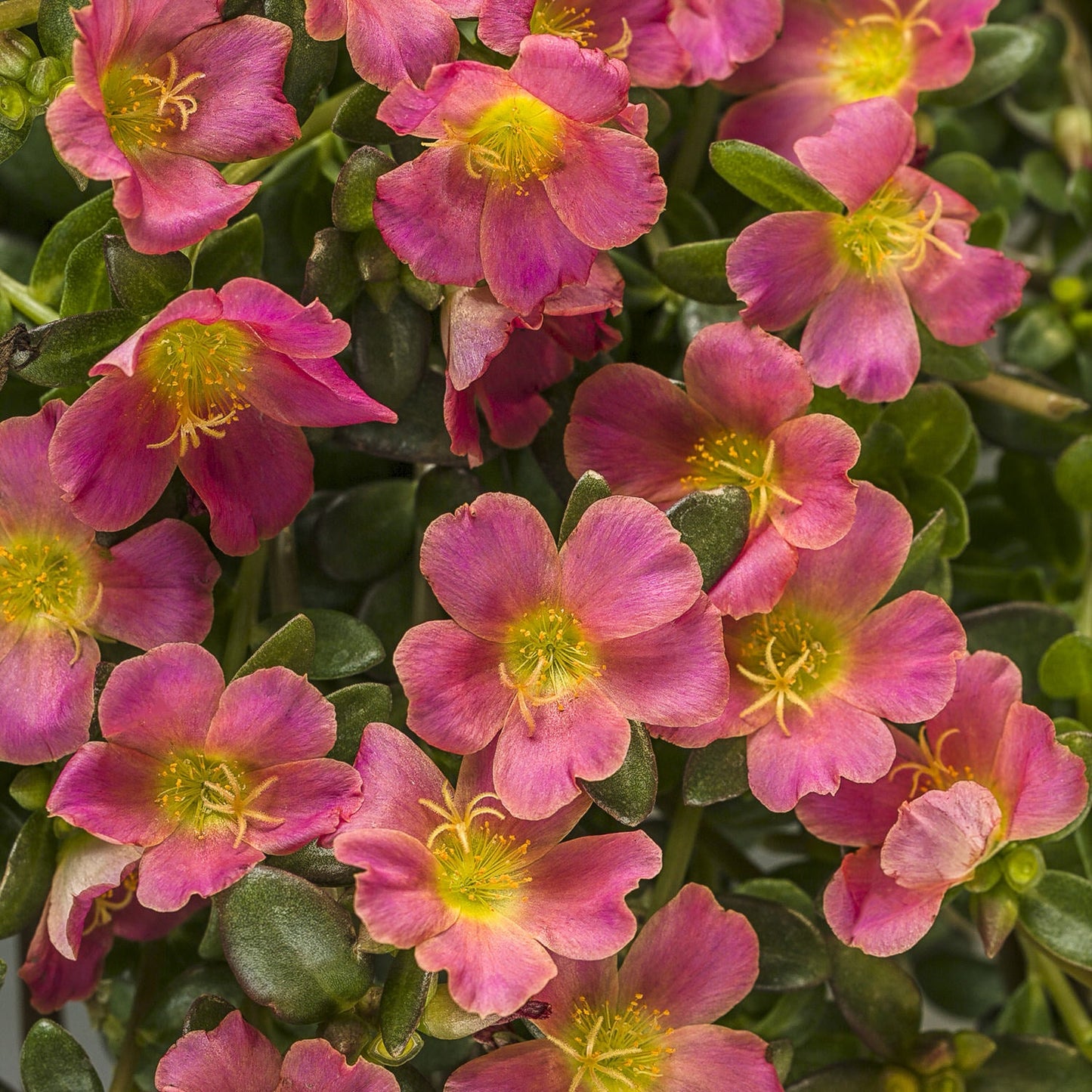 A cluster of vibrant Mojave® Pink Purslane (Portulaca) flowers with yellow centers blooms among lush green leaves. These small, delicate succulent blossoms are tightly packed, creating a colorful and lively display - Photo Courtesy of Proven Winners, Inc.