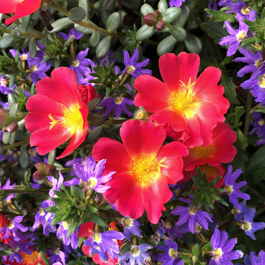 Mojave® Red Purslane (Portulaca) - Photo Property of Garden Crossings LLC