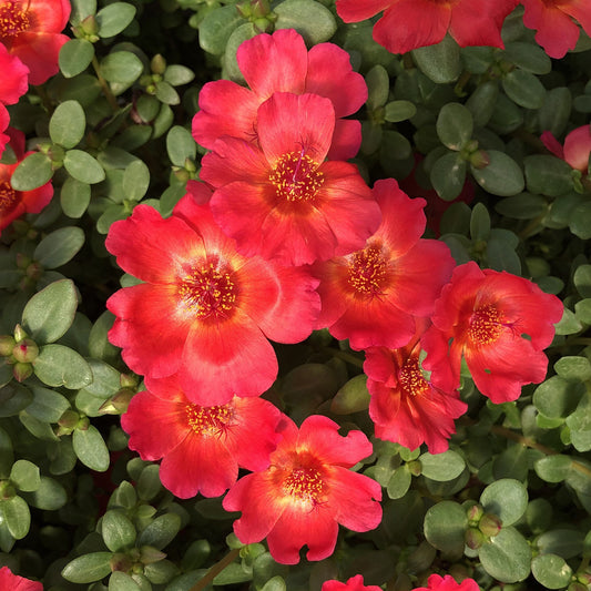 Mojave® Red Purslane (Portulaca) - Photo Property of Garden Crossings LLC