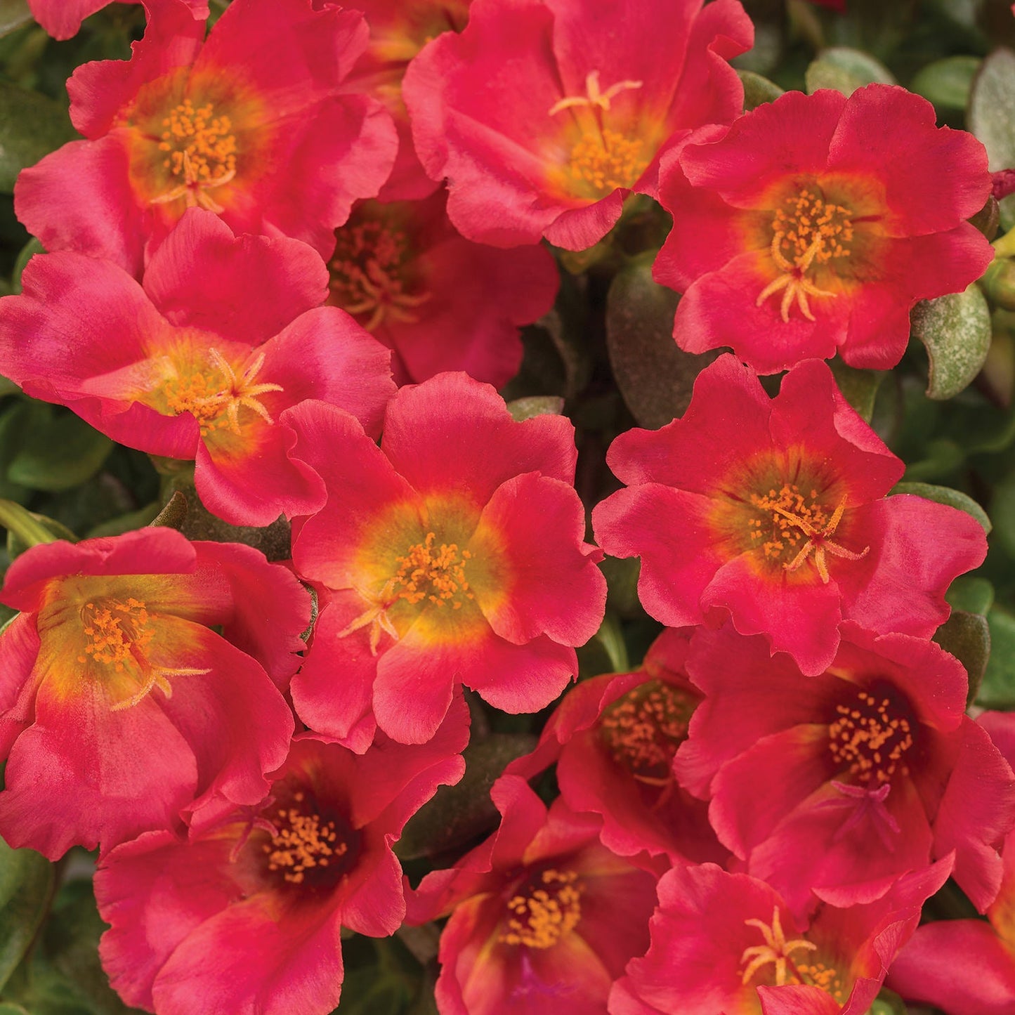 Mojave® Red Purslane (Portulaca) showcases vivid red-pink blooms with yellow centers amid lush green foliage - Photo Courtesy of Proven Winners, Inc.