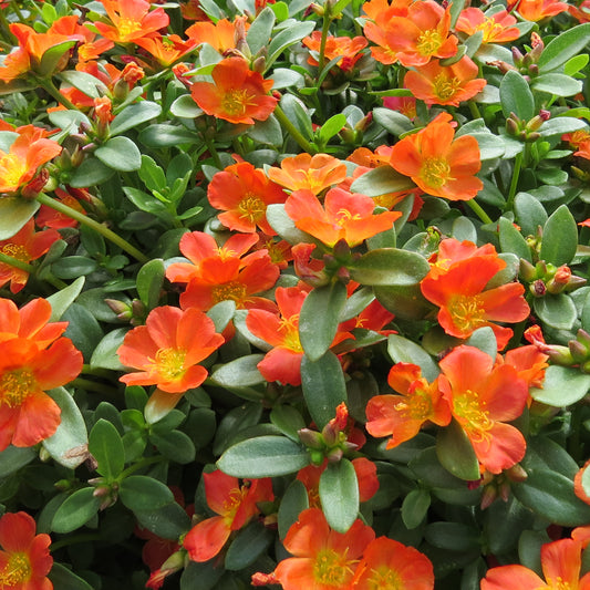 Mojave® Tangerine Purslane (Portulaca) - Photo Property of Garden Crossings LLC