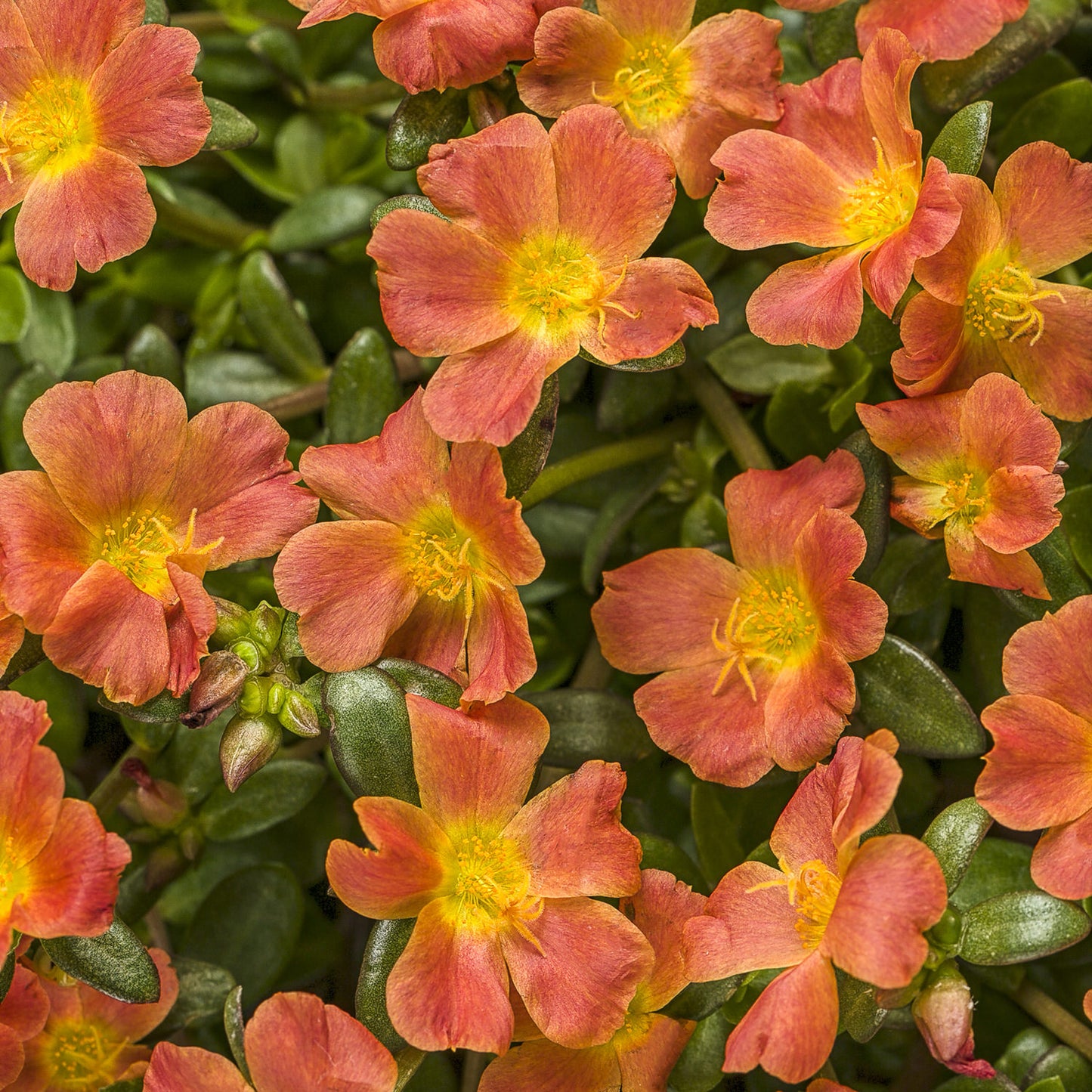 A close-up of vibrant orange and yellow Mojave® Tangerine Purslane (Portulaca) flowers and green foliage fills the frame with a colorful, lush pattern - Photo Courtesy of Proven Winners, Inc.