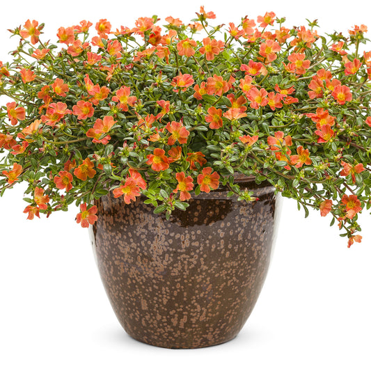 Mojave® Tangerine Purslane (Portulaca) - Photo Courtesy of Proven Winners, Inc.