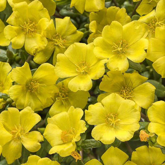 Mojave® Yellow Purslane (Portulaca) - Photo Courtesy of Proven Winners, Inc.
