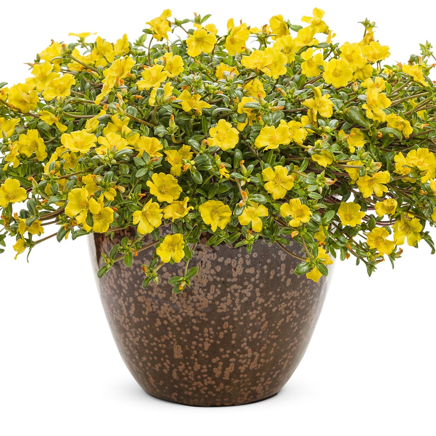 A brown speckled ceramic pot filled with lush green foliage and bright yellow Mojave® Yellow Purslane (Portulaca) flowers creates a striking display against a white background - Photo Courtesy of Proven Winners, Inc. Decorative pot not included.