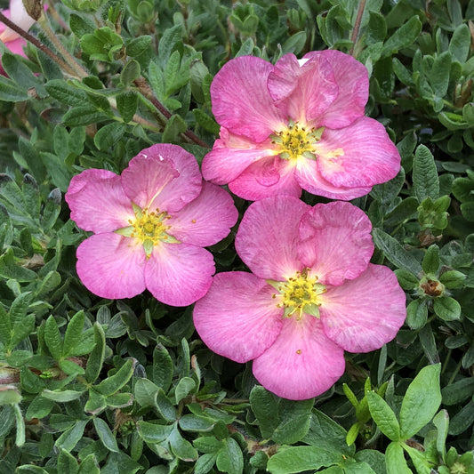Happy Face Hearts® Potentilla - Photo Property of Garden Crossings LLC