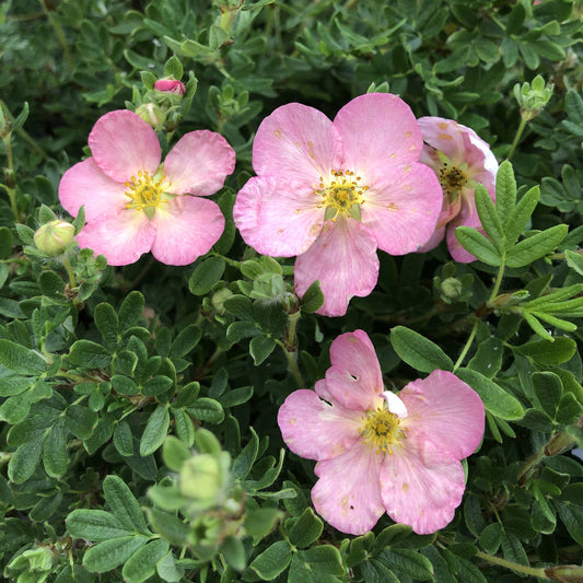 Happy Face Hearts® Potentilla - Photo Property of Garden Crossings LLC