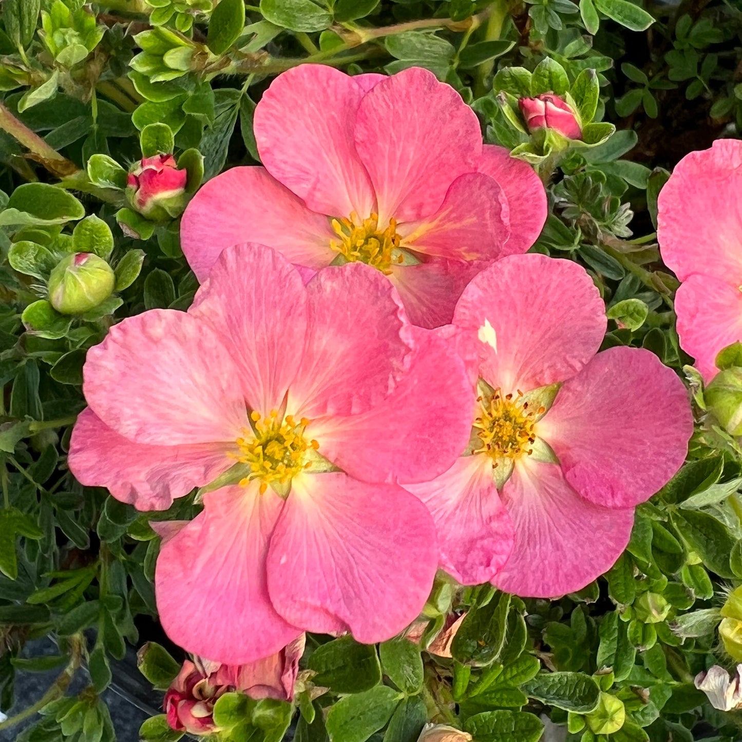 Three large, open pink flowers with yellow centers, surrounded by green leaves and small buds, highlight the long-blooming beauty of the Happy Face Hearts® Potentilla in a vibrant garden setting - Photo Property of Garden Crossings LLC.