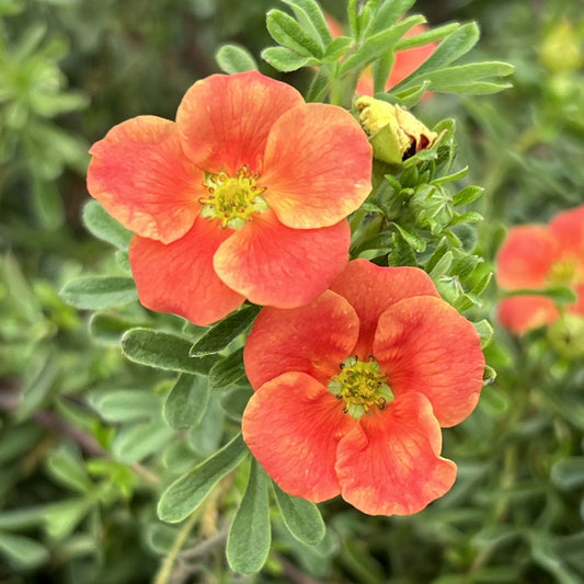 Happy Face® Orange Potentilla - Photo Property of Garden Crossings LLC