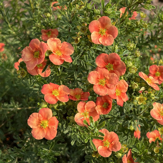 Happy Face® Orange Potentilla - Photo Property of Garden Crossings LLC