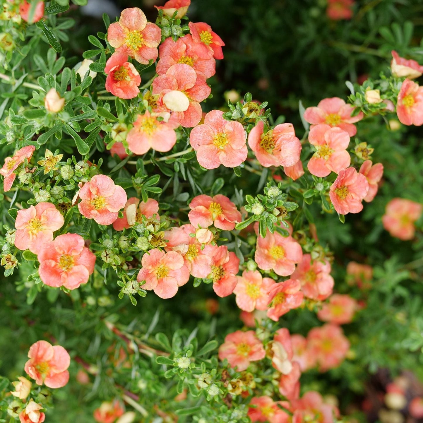 Clusters of small, peach-orange flowers with yellow centers bloom among green stems in a vibrant display - Photo Courtesy of Proven Winners, Inc.