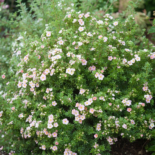 Happy Face® Pink Paradise Potentilla - Photo Courtesy of Proven Winners, Inc.