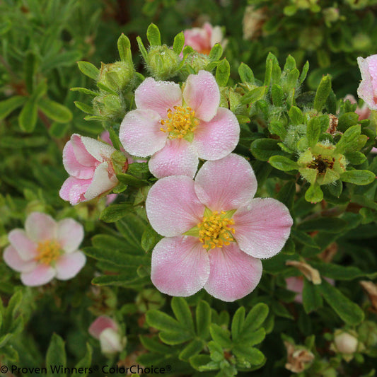 Happy Face® Pink Paradise Potentilla - Photo Courtesy of Proven Winners, Inc.