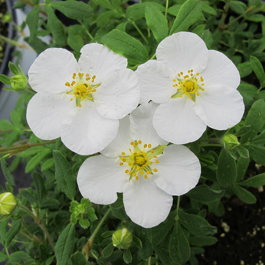 Three Happy Face® White Potentilla blooms with five white petals and yellow centers are surrounded by green leaves and buds. Water droplets on the petals highlight this low-maintenance plant’s fresh beauty - Photo Property of Garden Crossings LLC.