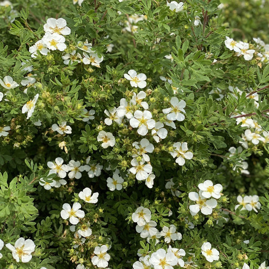 Happy Face® White Potentilla - Photo Property of Garden Crossings LLC