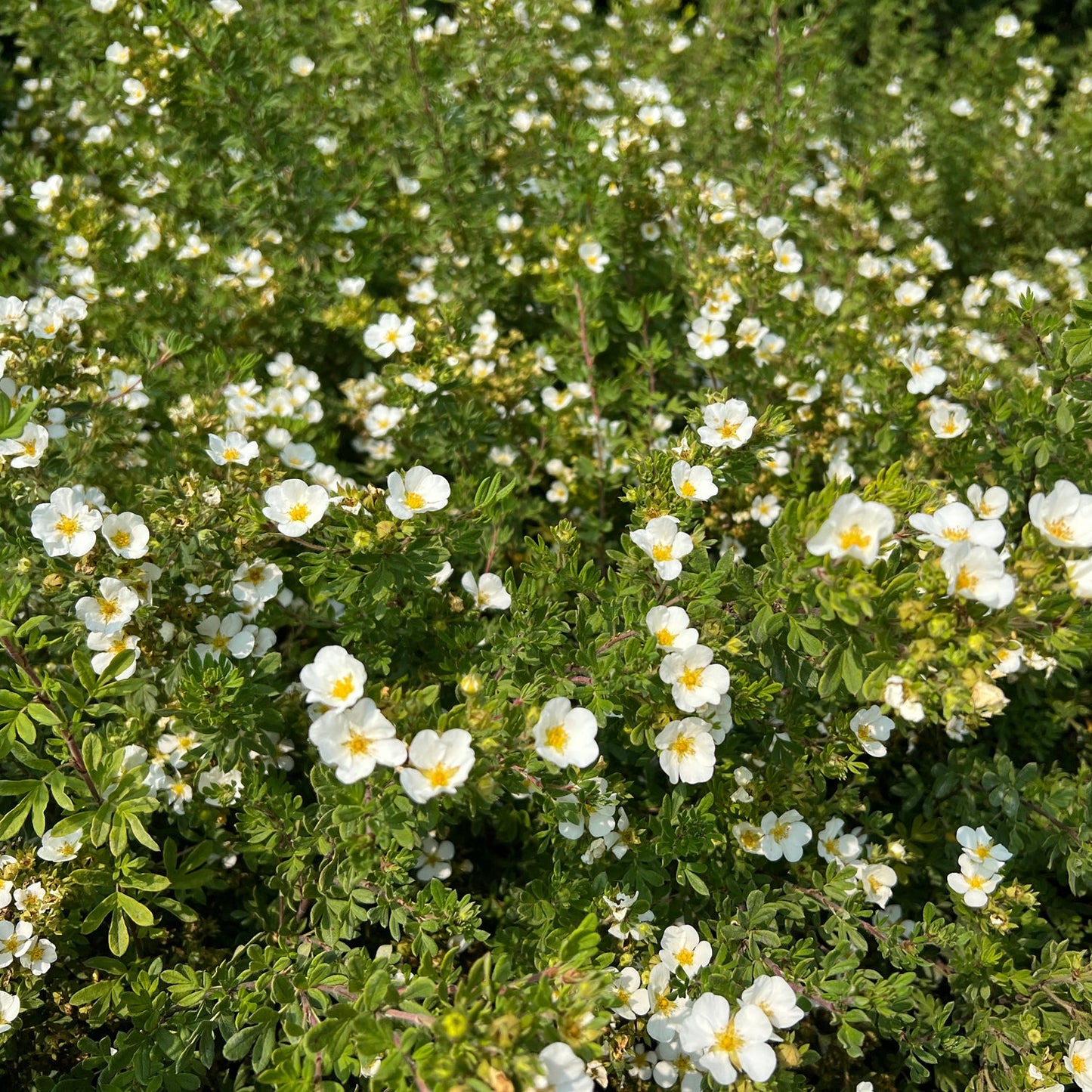 Happy Face® White Potentilla is a dense green shrub covered in many five-petaled, yellow-centered white flowers and lush foliage, creating a vibrant, low-maintenance display under bright sunlight - Photo Property of Garden Crossings LLC.