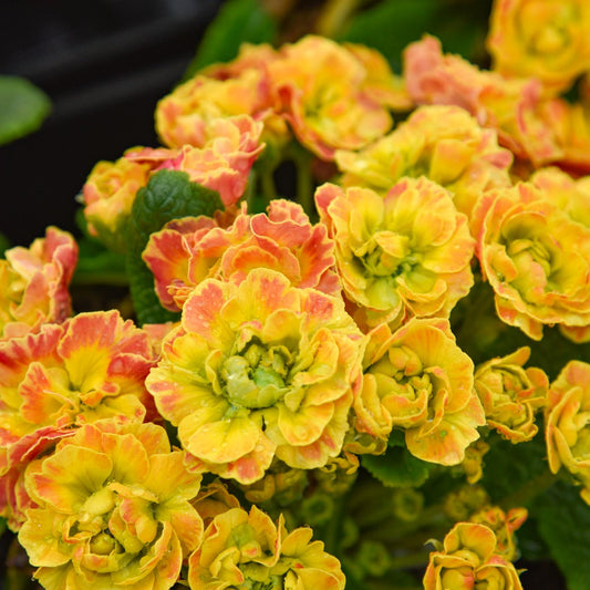 A close-up of Prima Belarina® Carnival Primrose (Primula) displays vibrant double yellow blooms with ruffled petals and green centers, surrounded by lush leaves - Photo Courtesy of Walters Gardens, Inc.