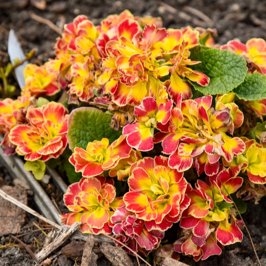 The Prima Belarina® Carnival Primrose (Primula) features ruffled double yellow and red blooms amid green leaves, growing low to the ground in early spring, brightening gardens with vibrant color - Photo Courtesy of Walters Gardens, Inc.