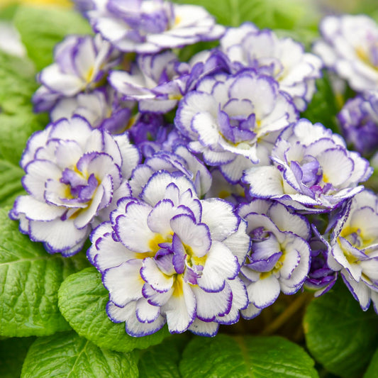 A cluster of Belarina® Rhapsody Primrose (Primula) forms a vibrant shade perennial, displaying dense, yellow-centered blooms with ruffled petals and green leaves - Photo Courtesy of Walters Gardens, Inc.