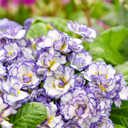 Belarina® Rhapsody Primrose (Primula) - Photo Courtesy of Walters Gardens, Inc.