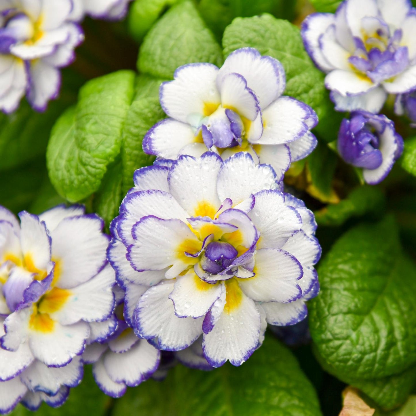 Close-up of Belarina® Rhapsody Primrose (Primula), a perennial with double white petals edged in purple, vibrant yellow centers, and lush green leaves - Photo Courtesy of Walters Gardens, Inc.