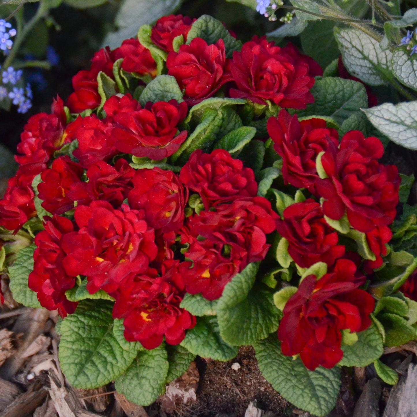 Top-down view of a cluster of Belarina® 'Valentine' Primrose (Primula) displays double red, ruffled blooms and green leaves, thriving in a spring garden bed with mulch and vibrant foliage in the background - Photo Courtesy of Walters Gardens, Inc.
