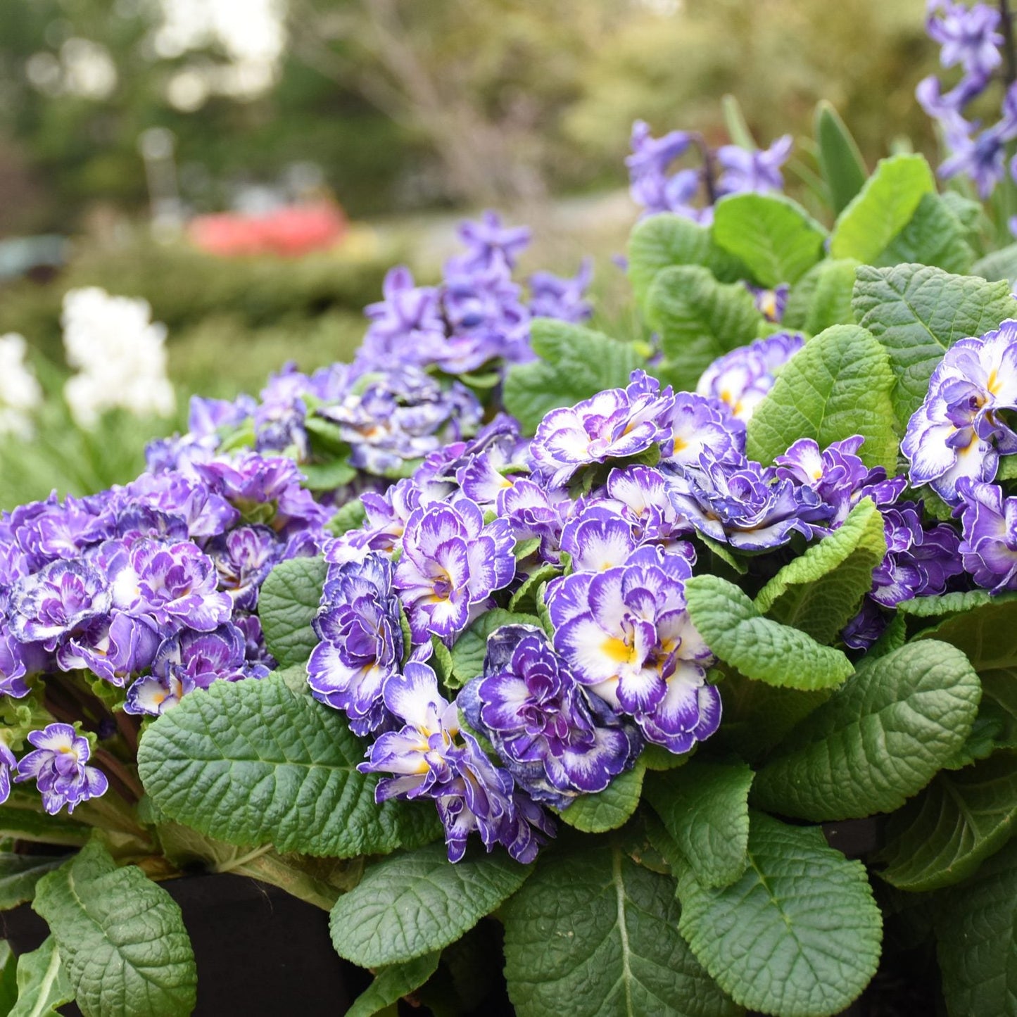 Bouquet Perfect™ 'Blue Ripples' Primrose (Primula) features vibrant purple and white flowers with yellow centers, surrounded by lush green leaves, blooming in spring outdoors as a striking shade-loving perennial - Photo Courtesy of Walters Gardens, Inc.