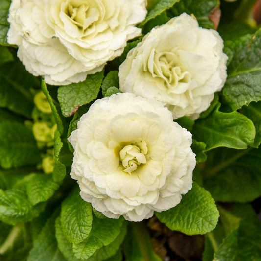 A close-up of three pale yellow Bouquet Perfect™ 'Spearmint' Primrose (Primula) with double blooms and ruffled petals, surrounded by bright green foliage - Photo Courtesy of Walters Gardens, Inc.